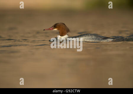 Gaensesaeger (Mergus Prototyp), Wasserbillig, Mosel, Luxemburg Stockfoto