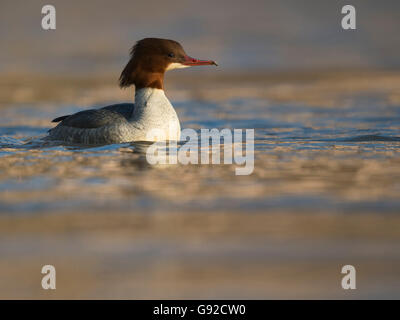 Gaensesaeger (Mergus Prototyp), Wasserbillig, Mosel, Luxemburg Stockfoto