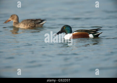 Loeffelente (Anas Clypeata), Konstanz, Bodensee, Deutschland Stockfoto