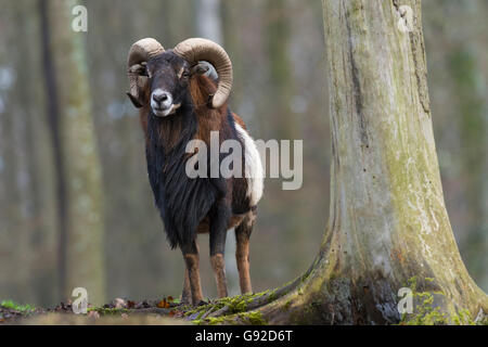 Mufflon (Ovis Orientalis Musimon), Deutschland Stockfoto