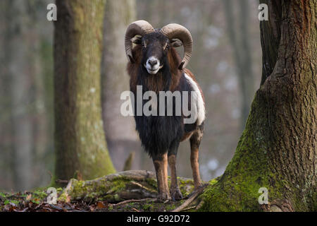 Mufflon (Ovis Orientalis Musimon), Deutschland Stockfoto