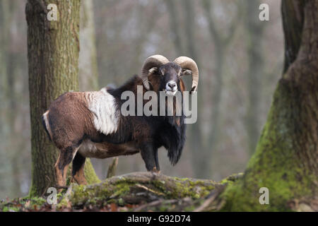 Mufflon (Ovis Orientalis Musimon), Deutschland Stockfoto