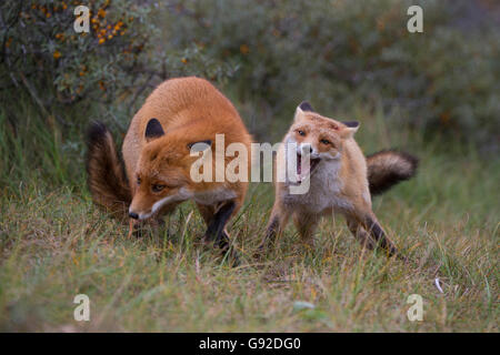 Rotfuchs (Vulpes Vulpes), Duenen Nordholland, Niederlande Stockfoto