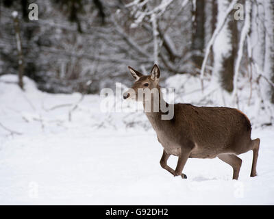 Rothirsch (Cervus Elaphus), Bitburg, Eifel, Rheinlad-Pfalz, Deutschland Stockfoto