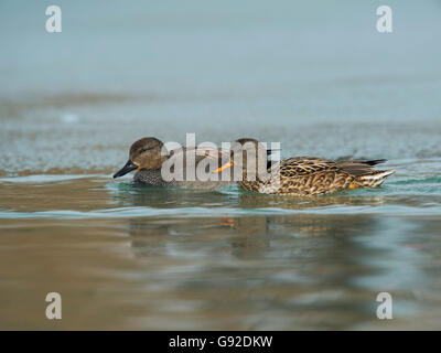 Schnatterenten (Anas Strepera), Konstanz, Bodensee, Deutschland Stockfoto