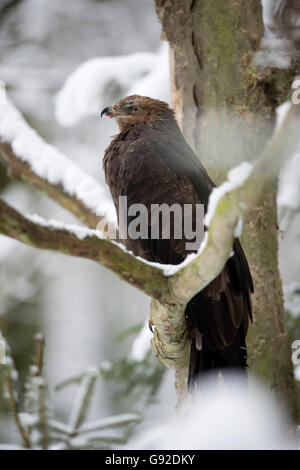 Schreiadler (Aquila Pomarina) Stockfoto