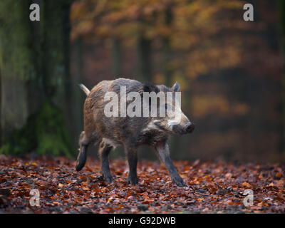 Wildschwein (Sus Scrofa), Daun, Rheinland-Pfalz, Deutschland Stockfoto