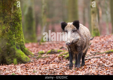 Wildschwein (Sus Scrofa), Daun, Rheinland-Pfalz, Deutschland Stockfoto