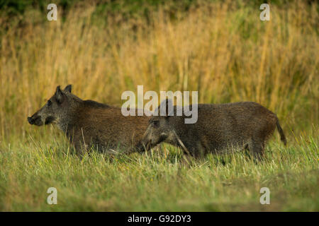 Wildschwein (Sus Scrofa), Daun, Rheinland-Pfalz, Deutschland Stockfoto