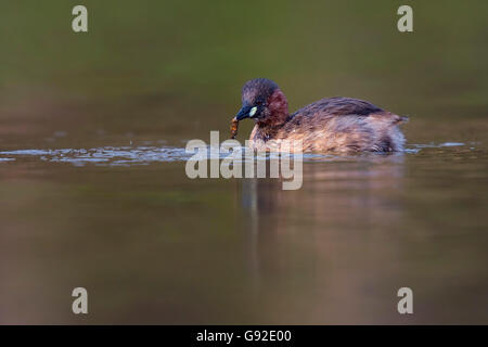 Zwergtaucher (Tachybaptus Ruficollis), Rheinland-Pfalz, Deutschland Stockfoto