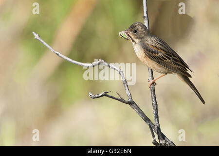 Cretzschmar Bunting, Weibchen mit Beute, Griechenland / (Emberiza Caesia) / Seite Stockfoto