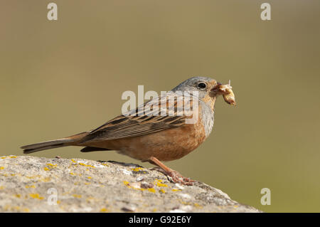 Cretzschmar Bunting, Weibchen mit Beute, Griechenland / (Emberiza Caesia) / Seite Stockfoto