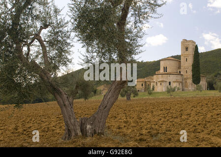 Olivenbaum vor Abtei Abbazia di Sant' Antimo, in der Nähe von Moltalcino, Toskana, Italien Stockfoto