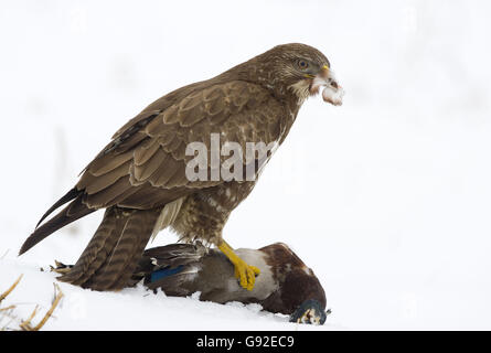 Europäische Bussard mit Stockente Beute / (Buteo Buteo) / zupfen Stockfoto