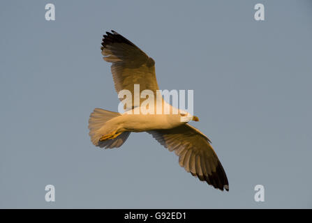 Gelb-legged Möve, Griechenland / (Larus Cachinnans Michahellis) Stockfoto