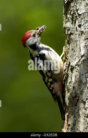 Mitte-spotted Woodpecker mit Beute / (Dendrocopos Medius, Picoides Medius) Stockfoto