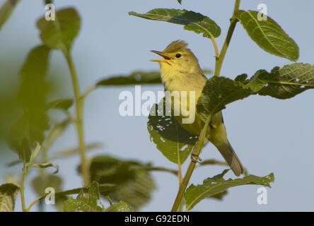Orpheusspötter / (Hippolais Polyglotta) Stockfoto