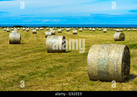 Drückte Runde Strohballen auf Stoppelfeld am Meer, Schottland, Großbritannien Stockfoto
