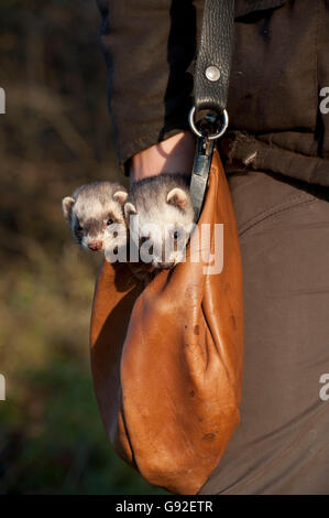 Frettchen in Tasche des Jägers / (Mustela Putorius Forma Domestica) Stockfoto