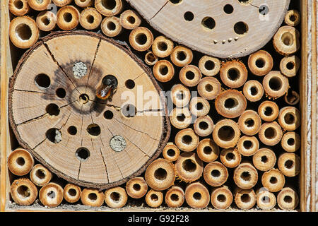 Teilansicht des ein Bienenhotel, künstliche Nester Hilfsmittel, bietet Schutz und nisten Einrichtungen für Solitärbienen, Schweiz Stockfoto