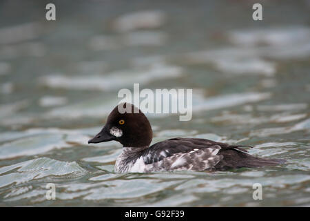 GoldenEye (Bucephala Clangula) Stockfoto