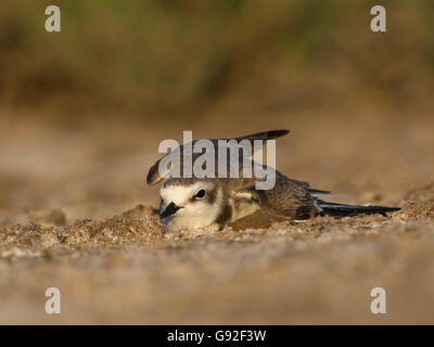 Seeregenpfeifer (Charadrius Alexandrinus) Stockfoto