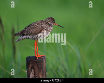 Gemeinsamen Rotschenkel (Tringa Totanus) Stockfoto