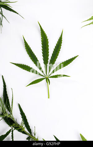 Cannabis Stockfoto