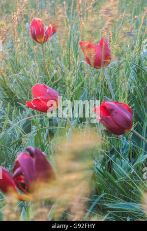 Wilde Tulpe im Feld, Rostow, Russland Stockfoto