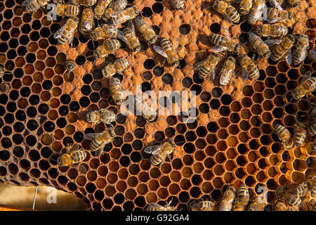 Fleißige Bienen im Bienenstock mit offenen und geschlossenen Zellen für ihre Jungen. Geburt von o junge Bienen. Stockfoto