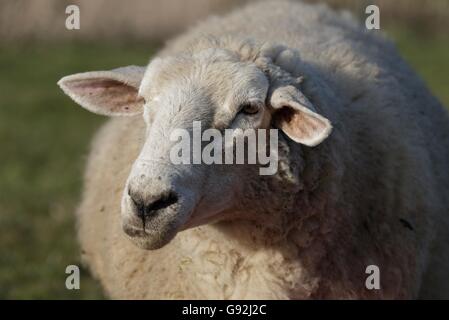 Texel Schafe, Niederrhein, Nordrhein-Westfalen, Deutschland Stockfoto