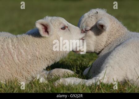 Texel Schafe, Niederrhein, Nordrhein-Westfalen, Deutschland Stockfoto