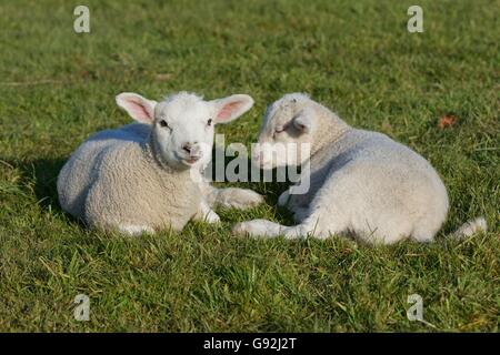 Texel Schafe, Niederrhein, Nordrhein-Westfalen, Deutschland Stockfoto