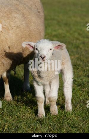 Texel Schafe, Niederrhein, Nordrhein-Westfalen, Deutschland Stockfoto