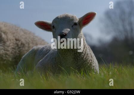 Texel Schafe, Niederrhein, Nordrhein-Westfalen, Deutschland Stockfoto