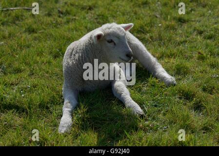 Texel Schafe, Niederrhein, Nordrhein-Westfalen, Deutschland Stockfoto