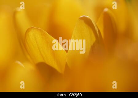 holländische gelbe Krokus, (Crocus Flavus) Stockfoto