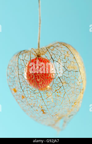 Chinesische Laterne, japanische Laterne, Winterkirsche, Strawberry