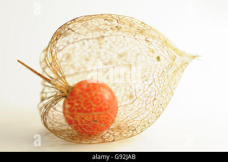 Japanische Laternen / (Physalis Franchetii, Physalis Alkekengi) / chinesische Laterne, Blase Kirsche Stockfoto