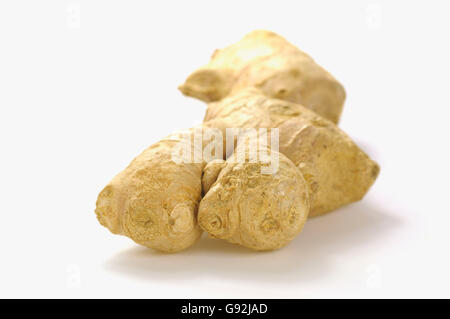 Gemeinsame Wurzeln der Ingwer / (Zingiber Officinale) Stockfoto