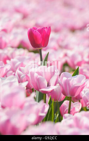 Tulpenfeld, Tulpe Erdbeer Eis, in der Nähe von Lisse, Niederlande Stockfoto