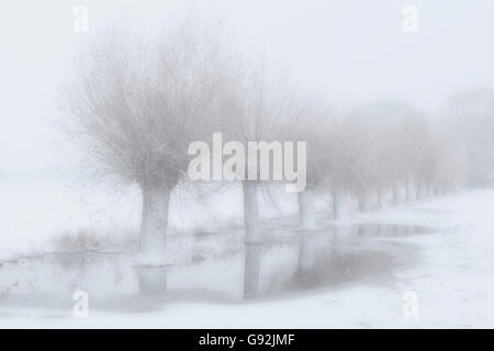 White Willow Bäume im Schnee Sturm, Niederrhein, North Rhine-Westphalia, Germany / (Salix Alba) Stockfoto