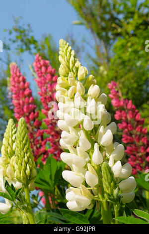 Garten-Lupine / (Lupinus Polyphyllus) Stockfoto