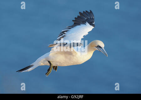 Tölpel, Helgoland, Schleswig-Holstein, Norddeutschland / (Morus Bassanus, Sula Bassana) Stockfoto