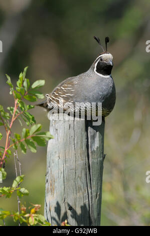 Kalifornien Wachteln, Männlich, British Columbia, Kanada / (Lophortyx Californica, Art Californica) Stockfoto