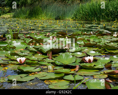 Seerosen im Hever Castle Stockfoto