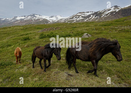 Islandpferde, East Iceland, Island, Europa Stockfoto