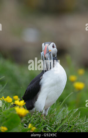 Papageitaucher, (Fratercula Arctica), Borgarfjörður Eystri, Ost-Island, Europa Stockfoto