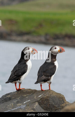 Papageitaucher, (Fratercula Arctica), Borgarfjörður Eystri, Ost-Island, Europa Stockfoto