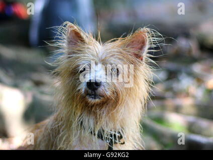 Gemischte Terrier nass nach dem Schwimmen. Stockfoto